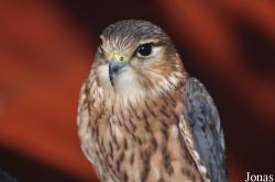 Falco columbarius
