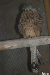 Zoo Brasov