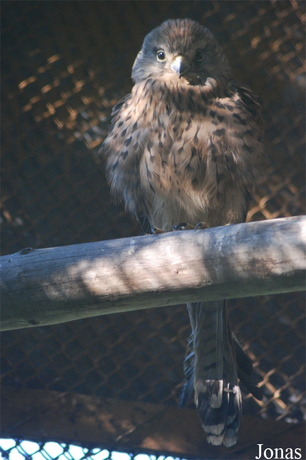 Zoo Brasov