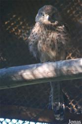 Zoo Brasov