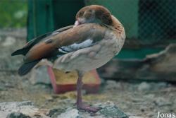 Grădina Zoologică Sibiu
