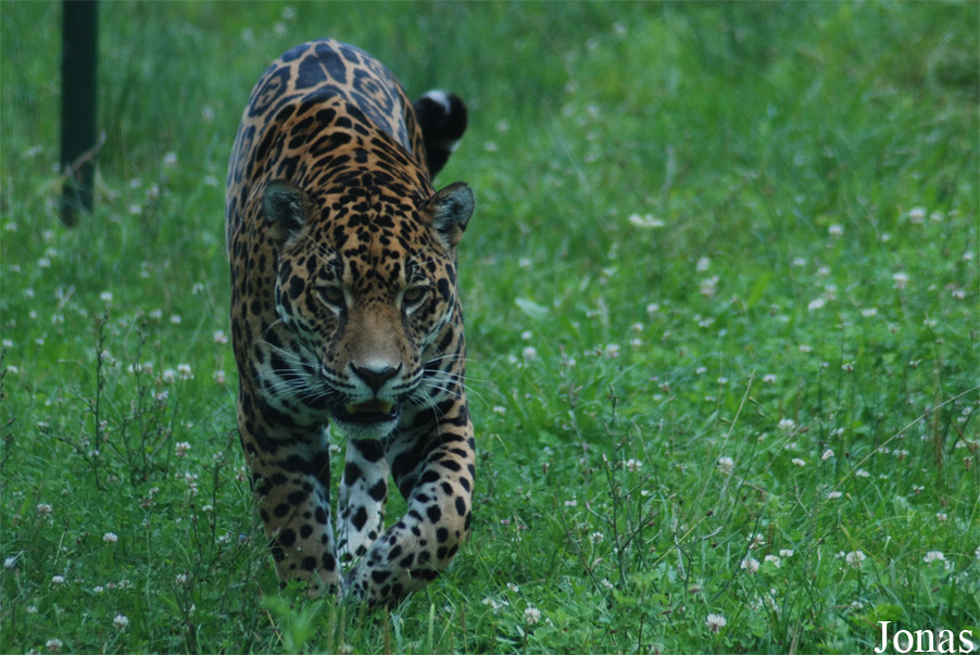 Grădina Zoologică Sibiu