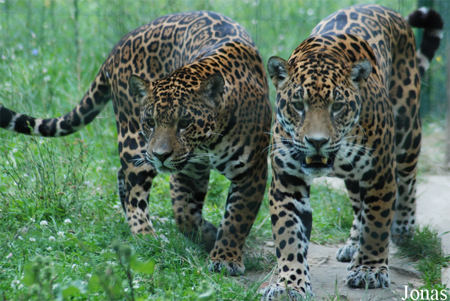 Grădina Zoologică Sibiu