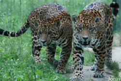 Grădina Zoologică Sibiu