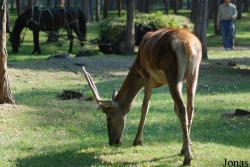 Grădina Zoologică Râmnicu Vâlcea