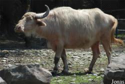 Gradina Zoologica Pitesti