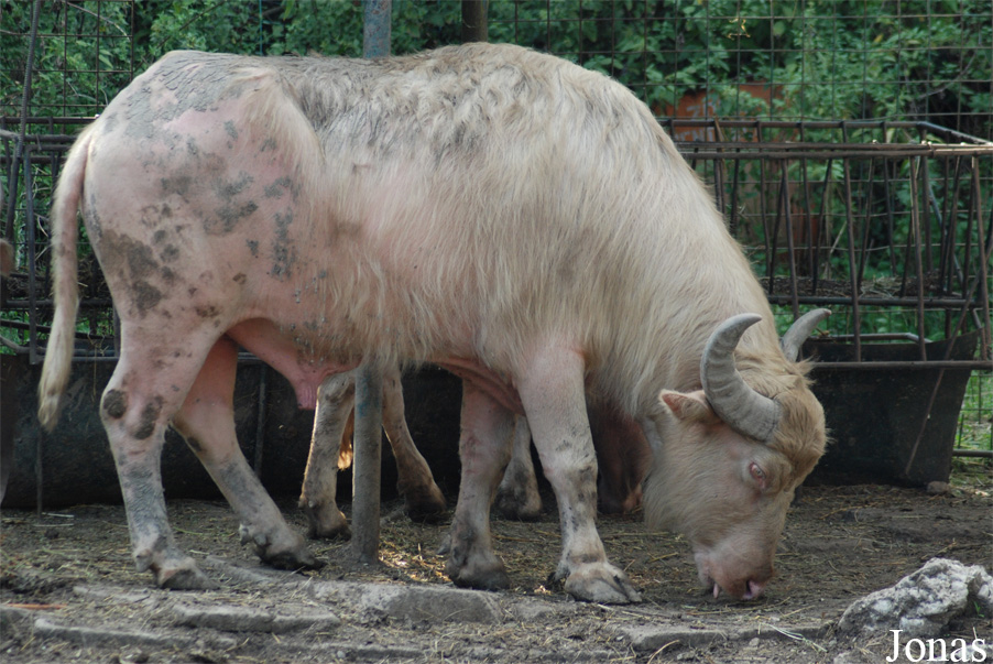 Gradina Zoologica Targoviste