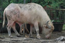 Gradina Zoologica Targoviste