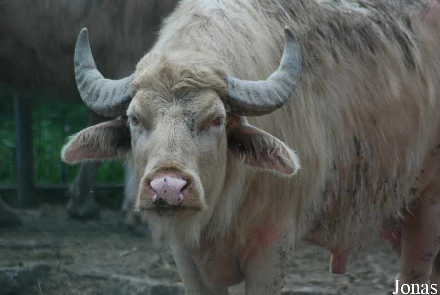 Gradina Zoologica Targoviste