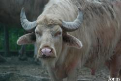 Gradina Zoologica Targoviste
