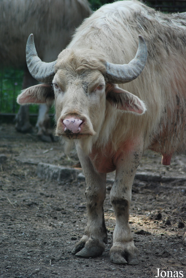 Gradina Zoologica Targoviste
