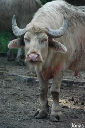 Gradina Zoologica Targoviste