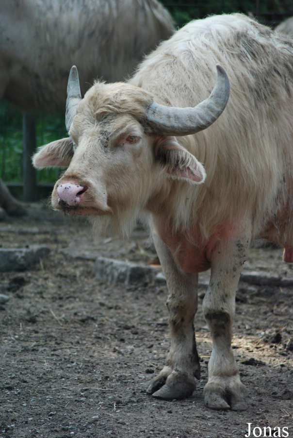 Gradina Zoologica Targoviste