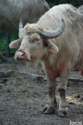 Gradina Zoologica Targoviste