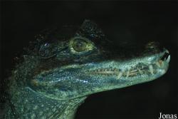Caiman yacare