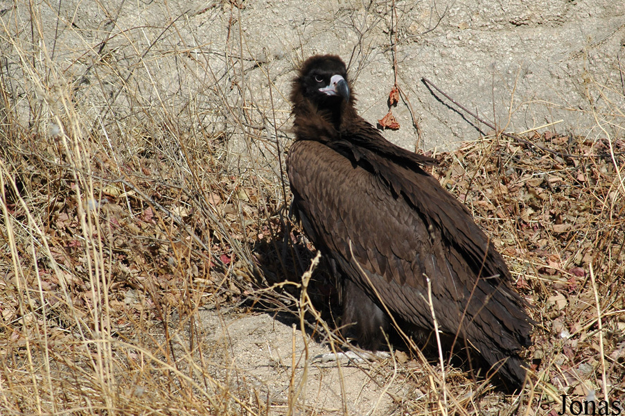 Badaling Safari World