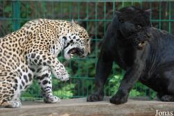 Tierpark Dessau