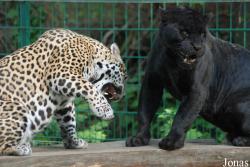Tierpark Dessau