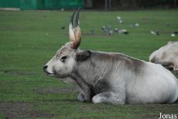Zoo Safari Świerkocin