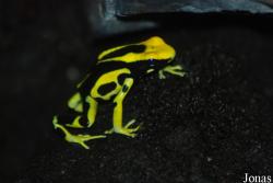 Ogród Zoologiczny w Poznaniu Stare Zoo