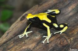 Dendrobates tinctorius