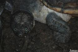 Ogród Zoologiczny w Poznaniu Stare Zoo