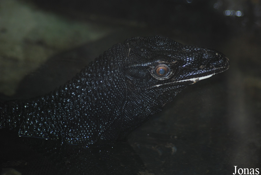 Ogród Zoologiczny w Poznaniu Stare Zoo