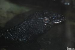 Ogród Zoologiczny w Poznaniu Stare Zoo