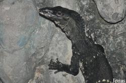 Varanus rudicollis