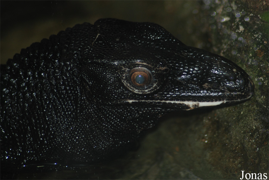 Ogród Zoologiczny w Poznaniu Stare Zoo