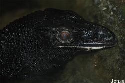 Ogród Zoologiczny w Poznaniu Stare Zoo