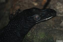Ogród Zoologiczny w Poznaniu Stare Zoo