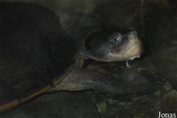 Ogród Zoologiczny w Poznaniu Stare Zoo