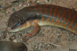 Eumeces algeriensis