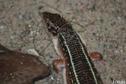 Gerrhosaurus nigrolineatus