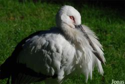 Ogród Zoologiczny w Poznaniu Stare Zoo