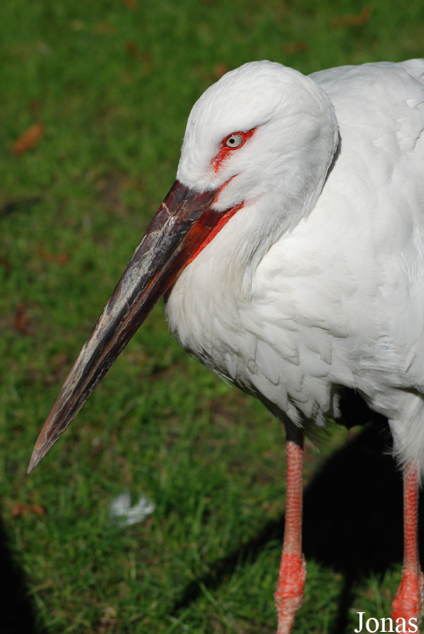 Ogród Zoologiczny w Poznaniu Stare Zoo