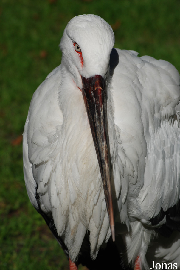 Ogród Zoologiczny w Poznaniu Stare Zoo