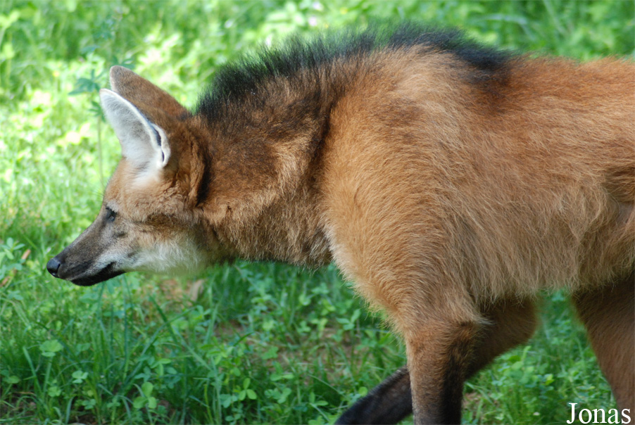 Réserve Zoologique de Calviac