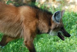 Réserve Zoologique de Calviac