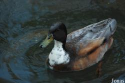 Zoologická zahrada Liberec