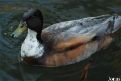Zoologická zahrada Liberec