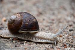 Helicidae