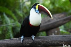 Ramphastos tucanus