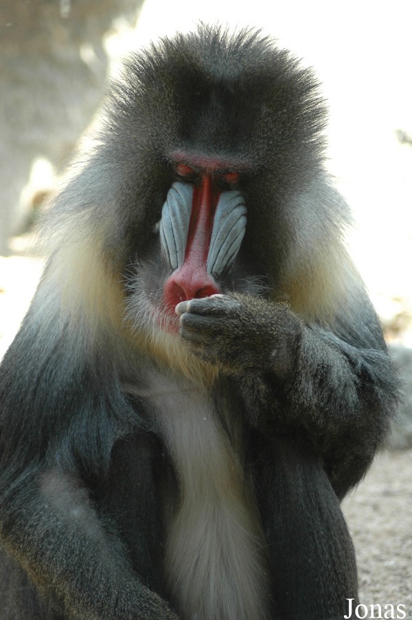 Zoo d'Amnéville