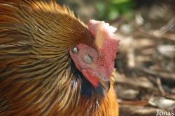 Gallus lafayettii