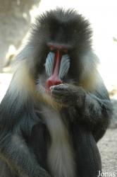 Zoo d'Amnéville