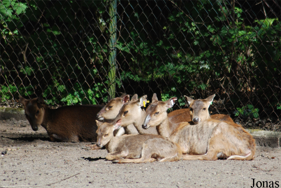 Ogród Zoologiczny w Poznaniu Nowe Zoo