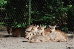 Ogród Zoologiczny w Poznaniu Nowe Zoo