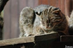 Prionailurus bengalensis euptilurus
